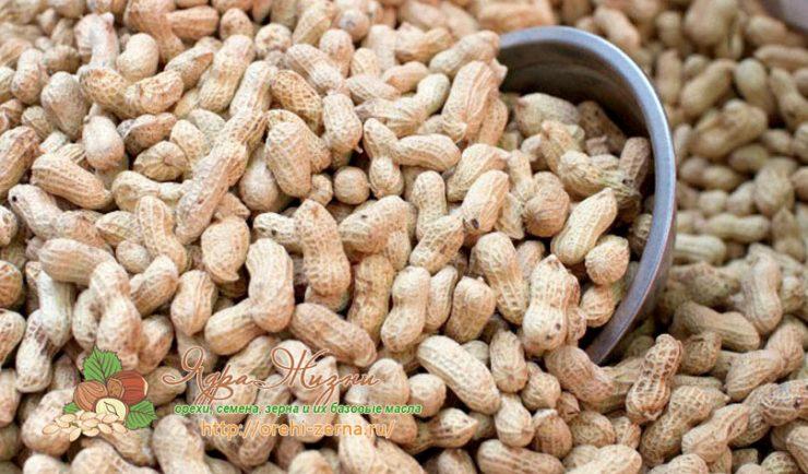 Как посадить арахис: посадка и уход