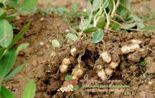 как посадить и вырастить арахис