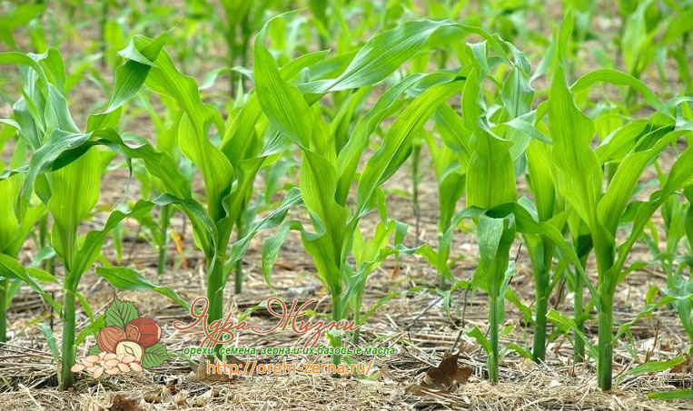 Как посадить кукурузу для рассады