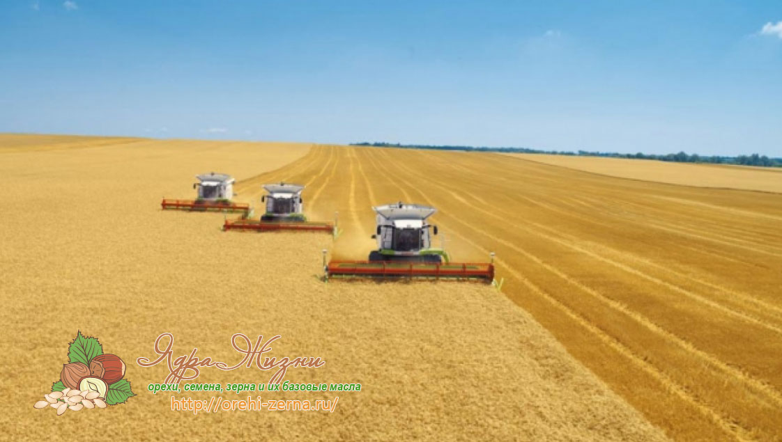 урожайность пшеницы