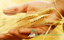 урожайность пшеницы