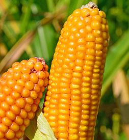 Семена кормовой кукурузы