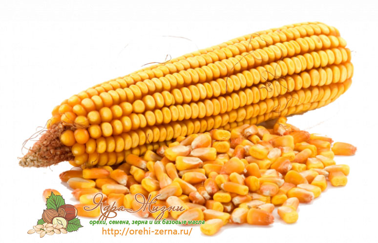 Семена кукурузы по сортам - как выбирать зерна сладкой, кормовой и Бондюэль