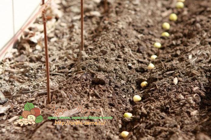 Как посадить горох в открытый грунт