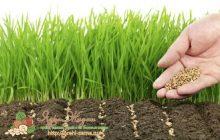 Рожь как удобрение почвы для огорода