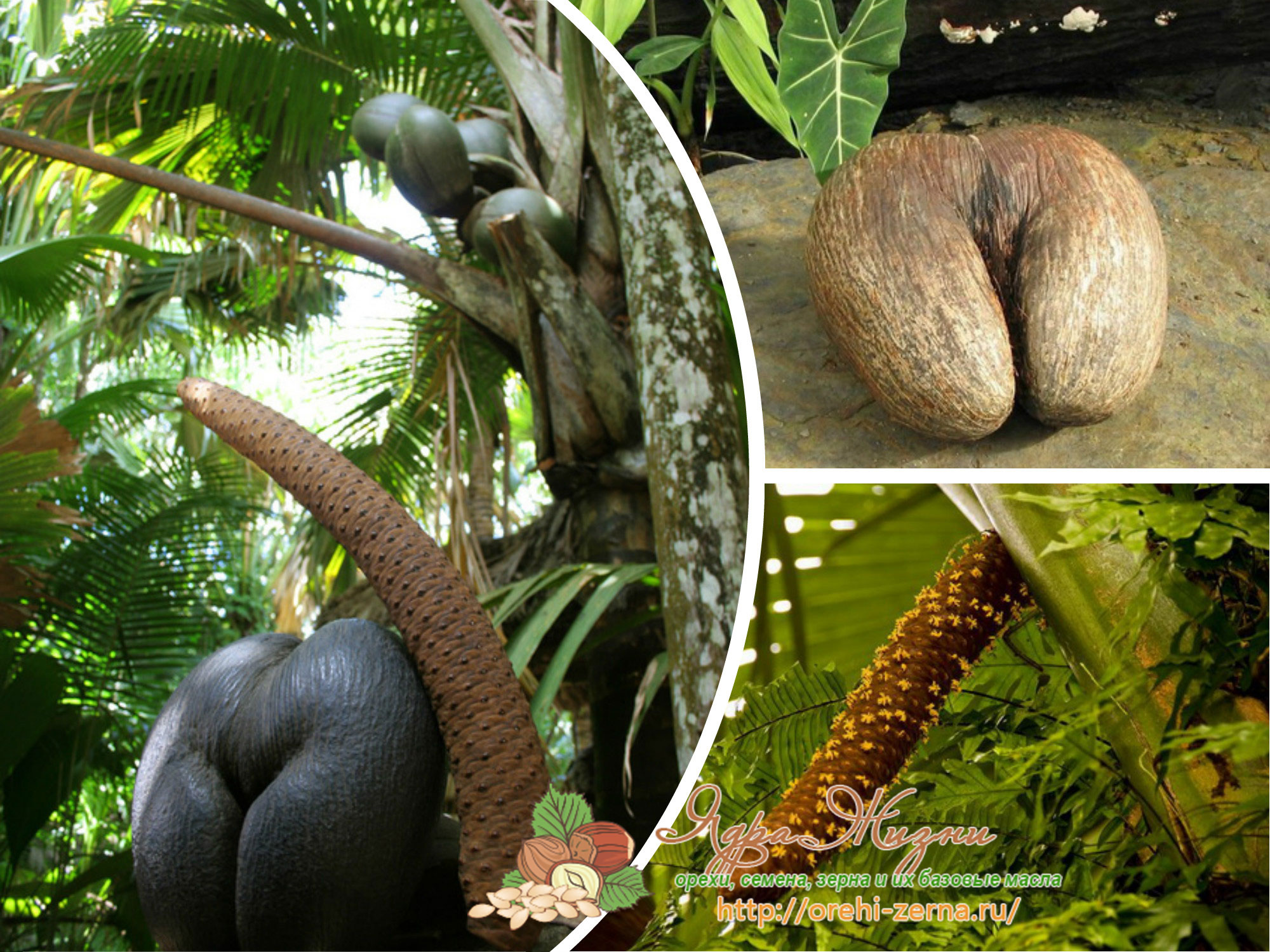 Женские и мужские плоды сейшельского ореха 