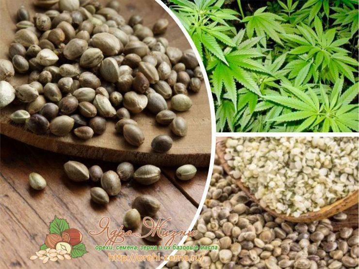 Конопляные семена вырастить вдыхая дым марихуаны