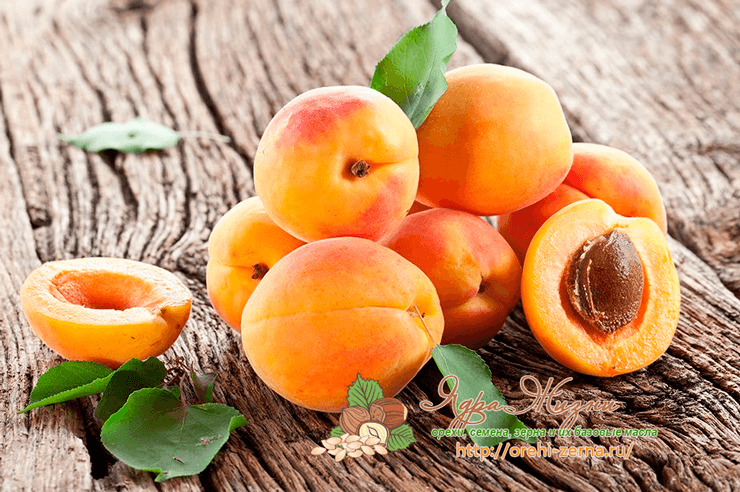 Полезные свойства абрикосовых косточек