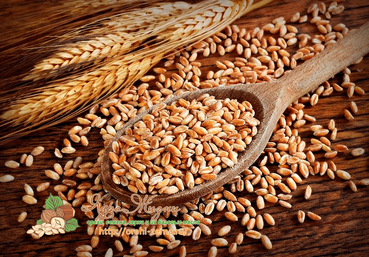 Фото: Полба (полбяная пшеница, эммер)