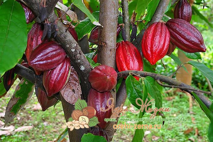 интересные факты о какао или шоколадном дереве